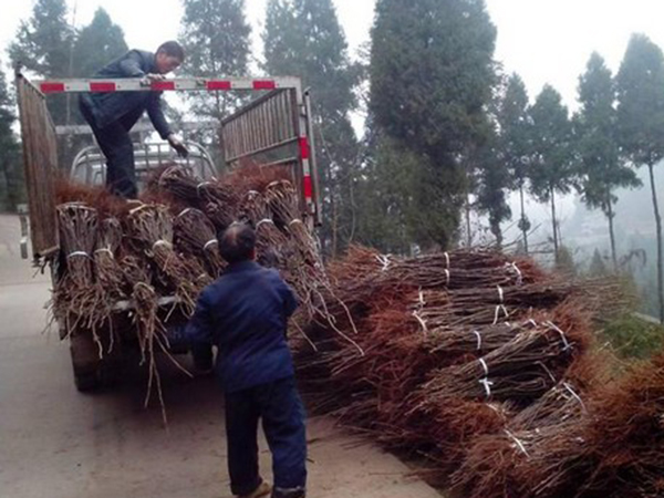 肥鄉(xiāng)區(qū)辛安鎮(zhèn)特色種植用苗